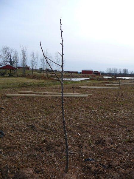 baby apple tree